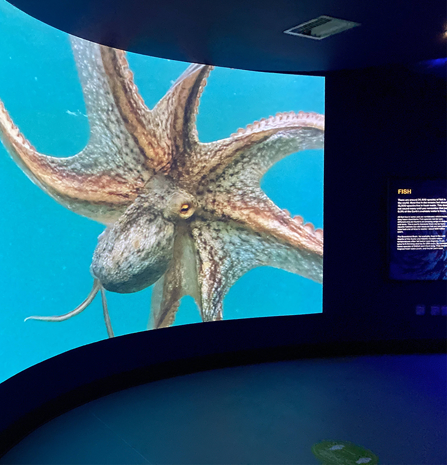 World Museum Aquarium Liverpool thumbnail